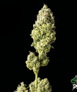 blueberry sherbert2