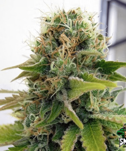 blueberry sherbert3