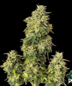gelato