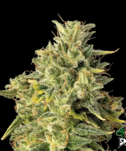gelato2