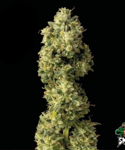 gelato3