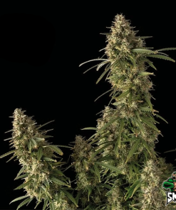 monster zkittlez