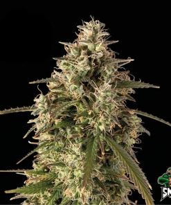 monster zkittlez auto