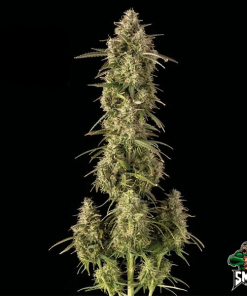 monster zkittlez auto2
