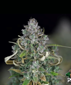 monster zkittlez auto3