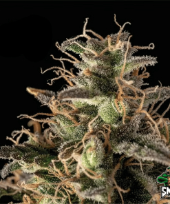 monster zkittlez3