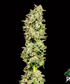 purple punch