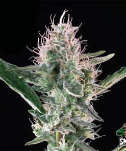 purple punch auto