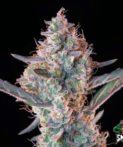 purple punch auto2