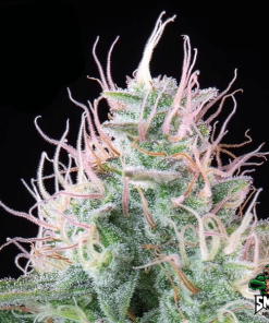 purple punch auto3