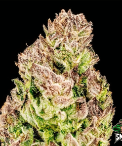 purple punch2