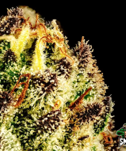 purple punch3