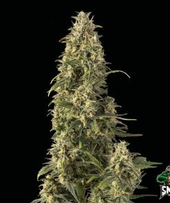 strawberry amnesia