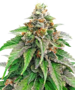 strawberry amnesia autofiorenti seedsline