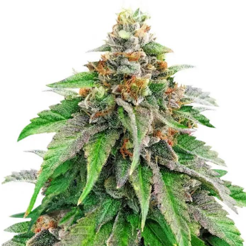 strawberry amnesia autofiorenti seedsline