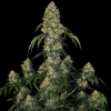 strawberry amnesia stagionali seedsline