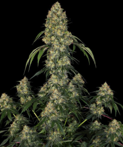 strawberry amnesia stagionali seedsline