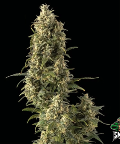 strawberry amnesia2