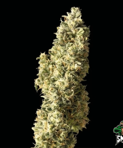 strawberry amnesia3