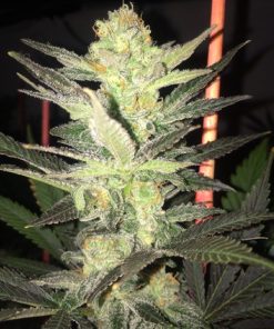 Super Silver Haze - Femminizzati Stagionali