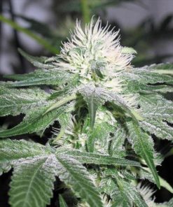 White Haze - Femminizzati Stagionali