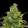 amnesi k lemon flower