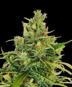 amnesi k lemon flower