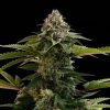 amnesia dream xl auto edition flower