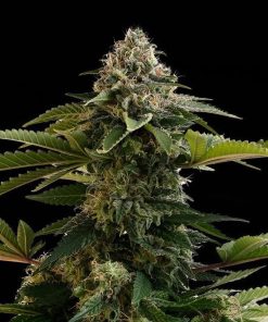 amnesia dream xl auto edition flower