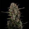 amnesia haze mini