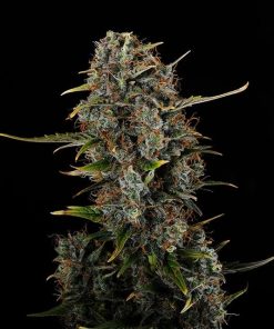 amnesia haze mini