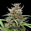 baby boom auto flower