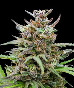 baby boom auto flower