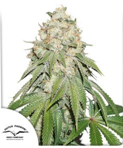 Banana Blaze - Femminizzati Stagionali