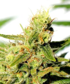 BCN Diesel CBD - Femminizzati Stagionali