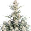 bubblegum auto