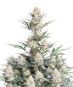 bubblegum auto