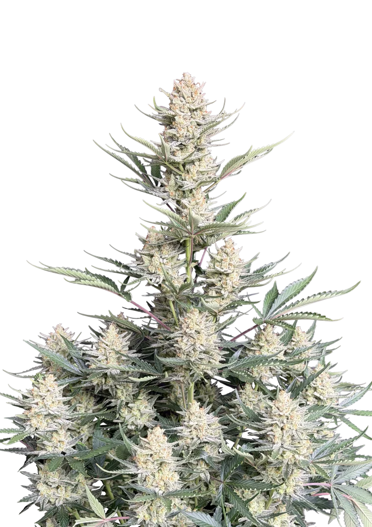 bubblegum auto