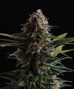 candy cream go fast 0