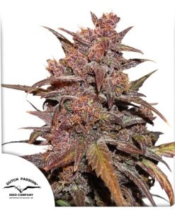 CBD Auto Blackberry Kush - Autofiorenti Femminizzati