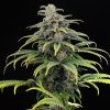 cbg auto 0