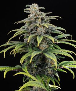 cbg auto 0