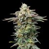 cherry dream flower