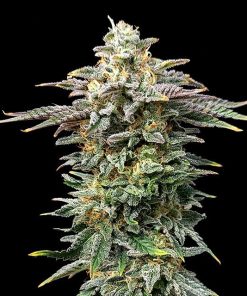 cherry dream flower