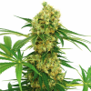 chocolope xx stagionali seedsline