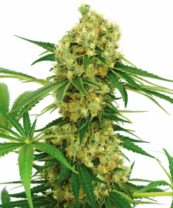 chocolope xx stagionali seedsline