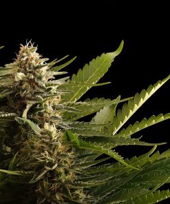 colombian jack 0