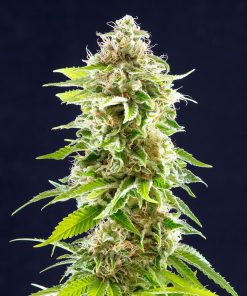 Cookies Haze - Femminizzati Stagionali