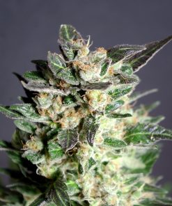Diesel Glue - Femminizzati Stagionali