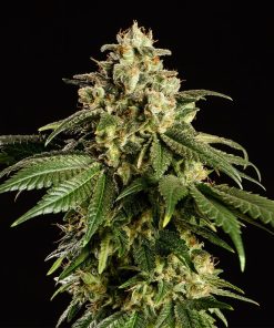 Dream Sherbet - Femminizzati Stagionali
